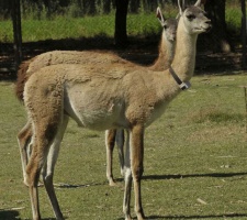 Guanaco with Ecotone GPS logger