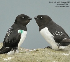 Little auk with Ecotone GPS logger