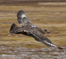 Skua with Ecotone GPS logger