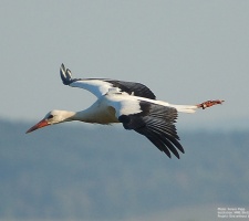 Loger SKUA