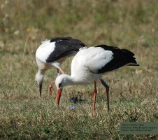 SKUA LOGGER