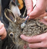 Harness for small mammals - Logger