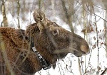 ECOTONE TELEMETRY MOOSE HARNESS COLLAR