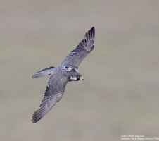 SAKER LOGGER