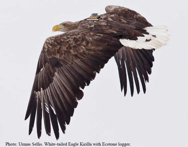 White-tailed_Eagle_Kirilla_with_Ecotone_logger.